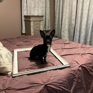 Meet your Posher, Barbi